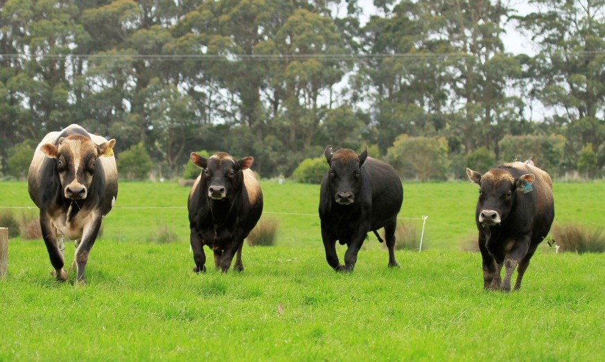 dairy-bulls-my-cattle-vet